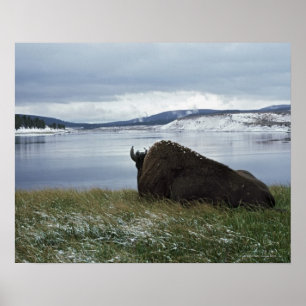 Pôster Bisonte que descansa por Yellowstone River com