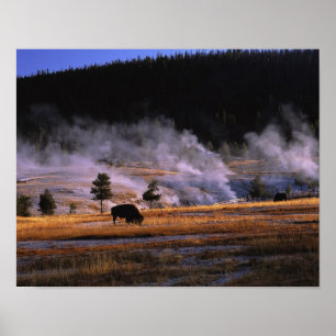 Pôster Bisonte que pasta na bacia superior do geyser