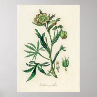 Poster Bistort (Polygonum bistorta) de Botânica Médica