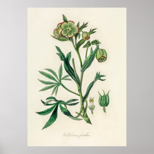Poster Bistort (Polygonum bistorta) de Botânica Médica (Frente)