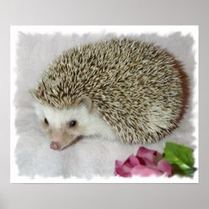 Pôster Bitsy, o porco