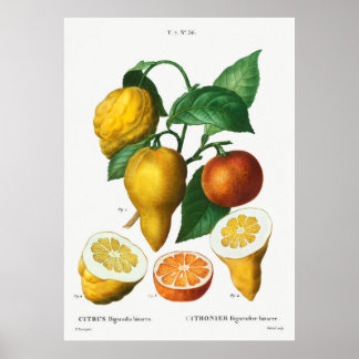 Poster Bitter orange Citrus bigaradia bizarro de Traite