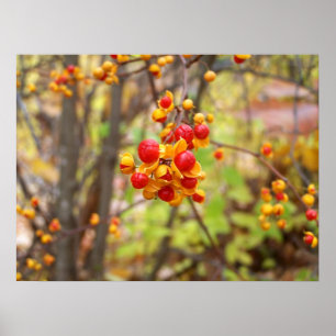 Pôster Bittersweet Berries