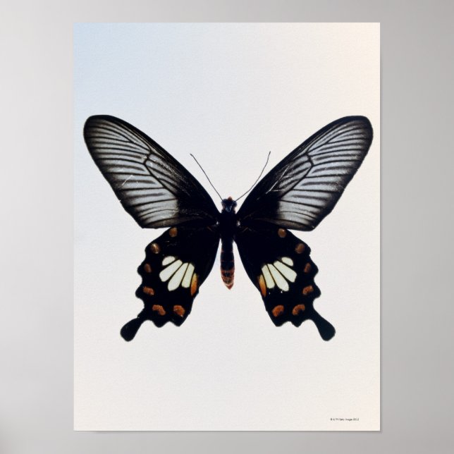 Poster Black and brown butterfly (Frente)