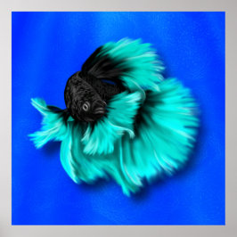Poster Black and Teal Betta Fish