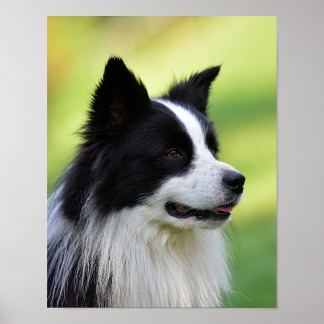 Poster Black and White Border Collie Dog (Frente)