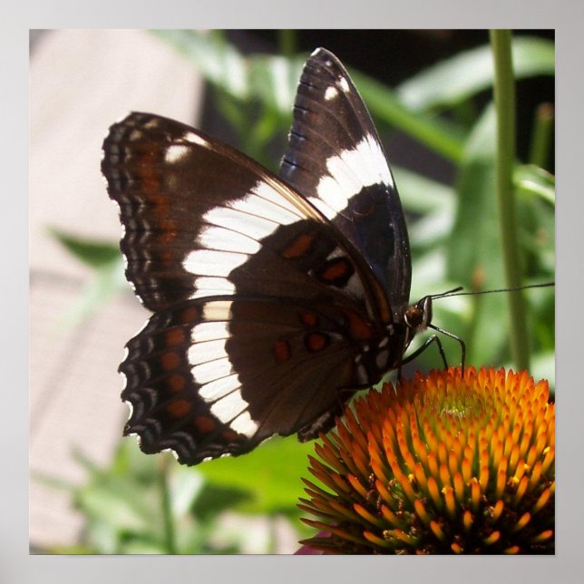 Poster Black and White Butterfly  49 (Frente)