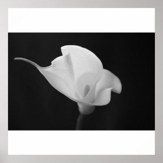 Poster Black and White Calla Lilly
