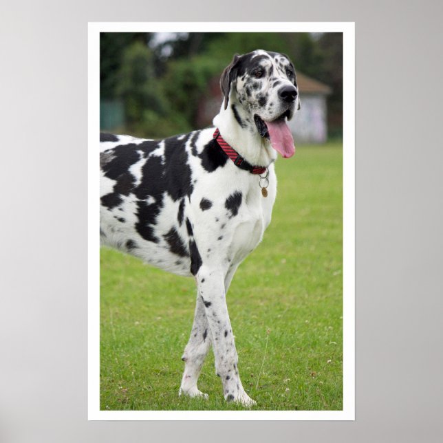Pôster Black and White Great Dane (Frente)