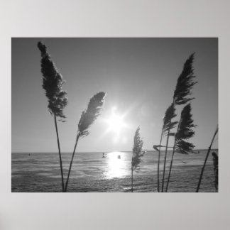 Poster Black and White weeds