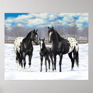 Pôster Black Appaloosa Horses In Snow