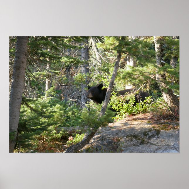 Poster Black Bear at Grand Teton (Frente)
