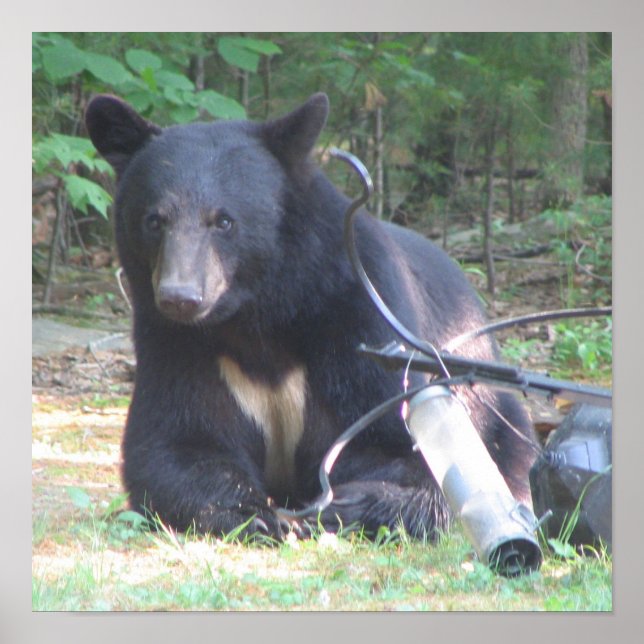 Pôster Black Bear with White Heart Tattoo (Frente)