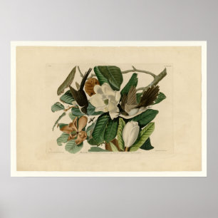 Pôster Black-billed Cuckoo