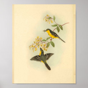 Poster Black Breasted Yellow Flycatcher Bird Print