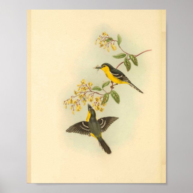 Poster Black Breasted Yellow Flycatcher Bird Print (Frente)