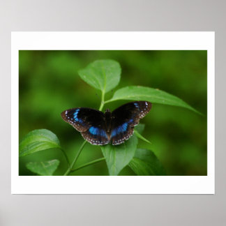 Poster Black Butterfly