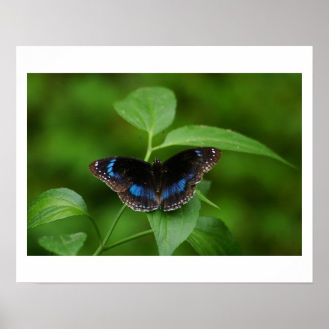 Poster Black Butterfly (Frente)