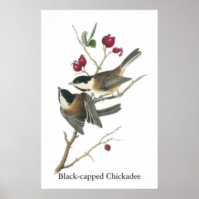 Pôster Black-capped Chickadee, John Audubon (Frente)