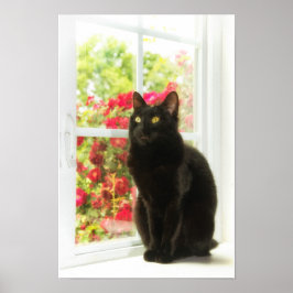 Poster Black Cat Framed in White