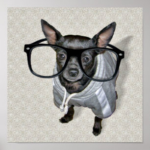 Pôster Black Chihuahua com foto de óculos