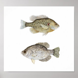 Pôster Black Crappie & Relove Sunfish
