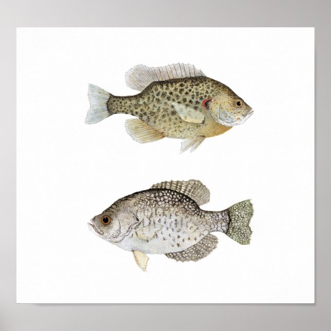 Pôster Black Crappie & Relove Sunfish (Frente)