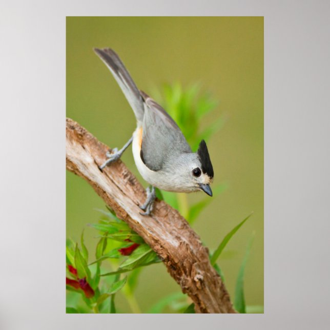 Pôster Black-Crested Titmouse (Frente)