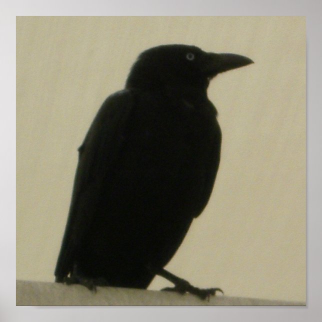 Pôster Black Crow (Frente)