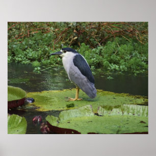Poster Black Crowed Night Heron