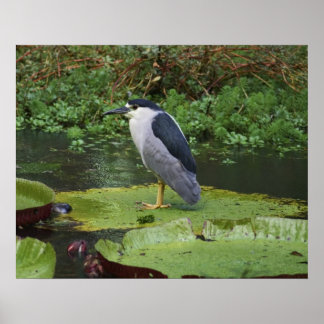 Poster Black Crowed Night Heron