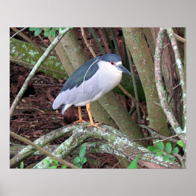 Pôster Black-Crowned Night-Heron with Breeding Plume (Frente)