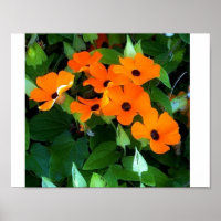 Black Eyed Susan
