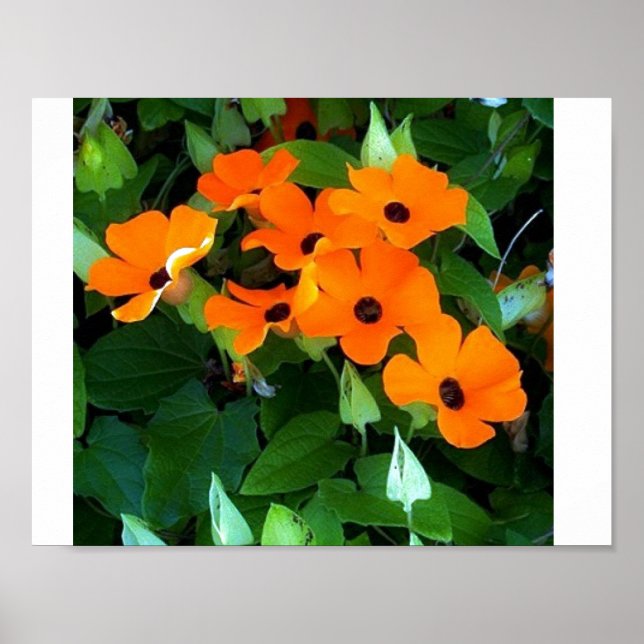 Pôster Black Eyed Susan (Frente)