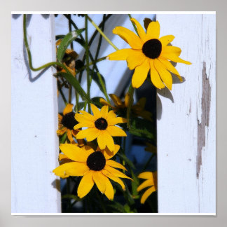 Poster Black Eyed Susan