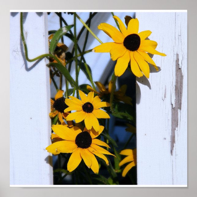 Poster Black Eyed Susan (Frente)