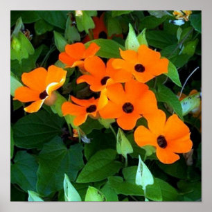 Pôster Black Eyes Susan