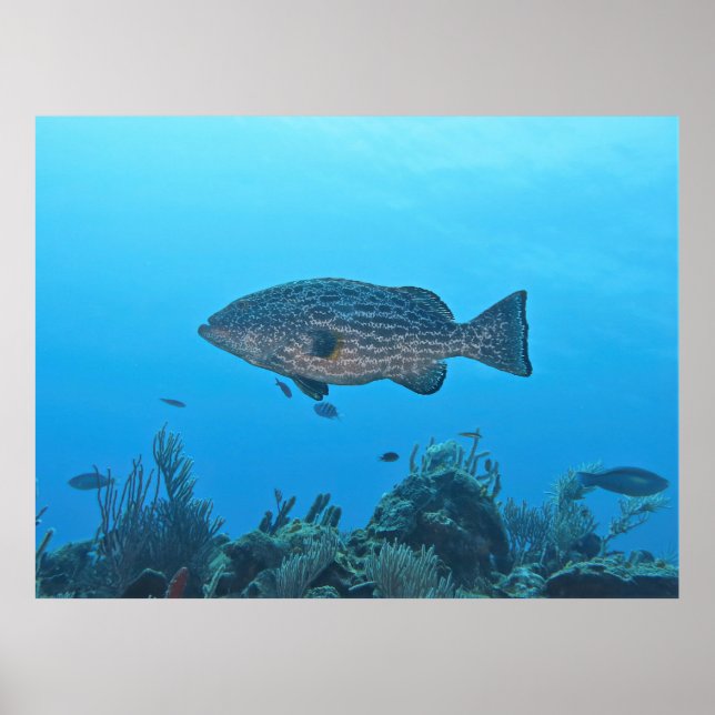 Poster Black Grouper em Roatan (Frente)
