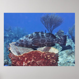 Poster Black Grouper on the Reef