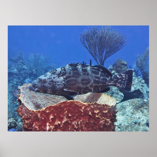 Poster Black Grouper on the Reef (Frente)