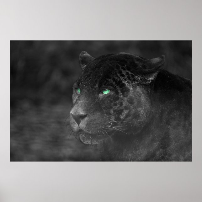 Poster Black Jaguars Emerald Gaze (Frente)