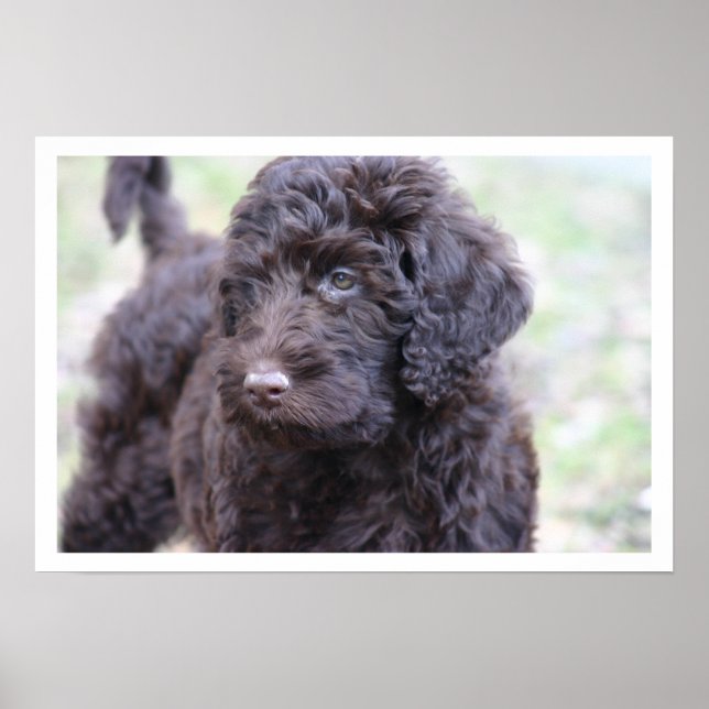 Poster Black Labradoodle (Frente)