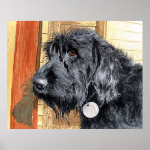 Pôster Black Labradoodle #1 Canvas Print