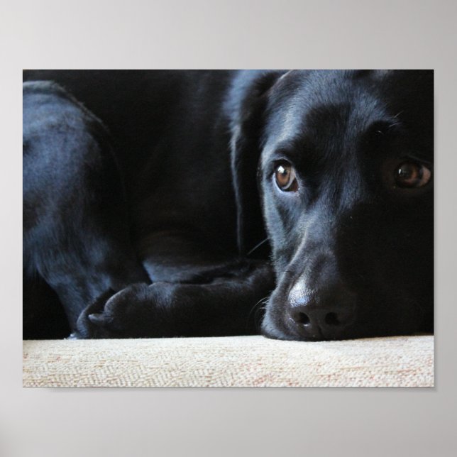 Pôster Black Labrador (Frente)