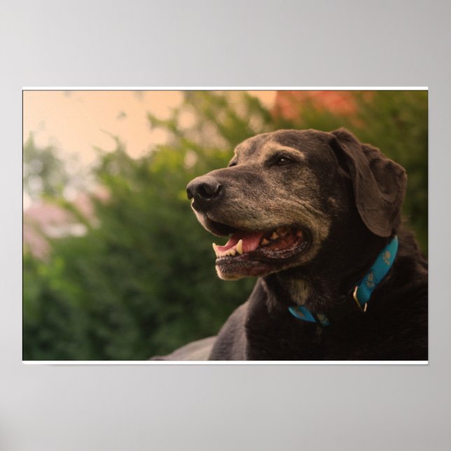 Poster Black Labrador (Frente)