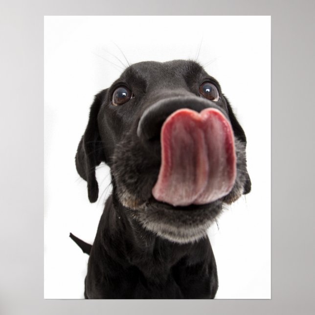 Poster Black Labrador A Banhar O Nariz (Frente)