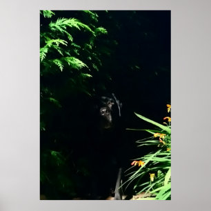 Poster Black Labrador esconde-se.