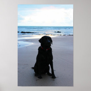 Pôster Black Labrador on a beach