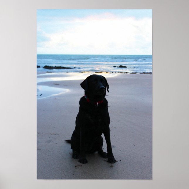 Pôster Black Labrador on a beach (Frente)