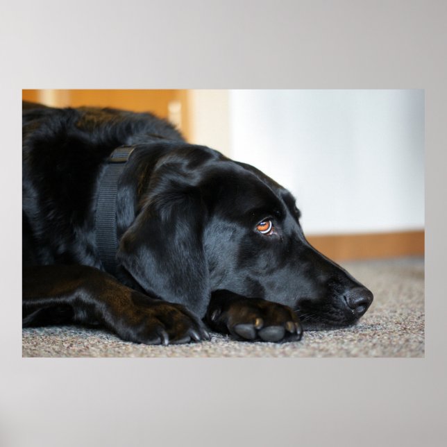 Poster Black Labrador Retriever (Frente)